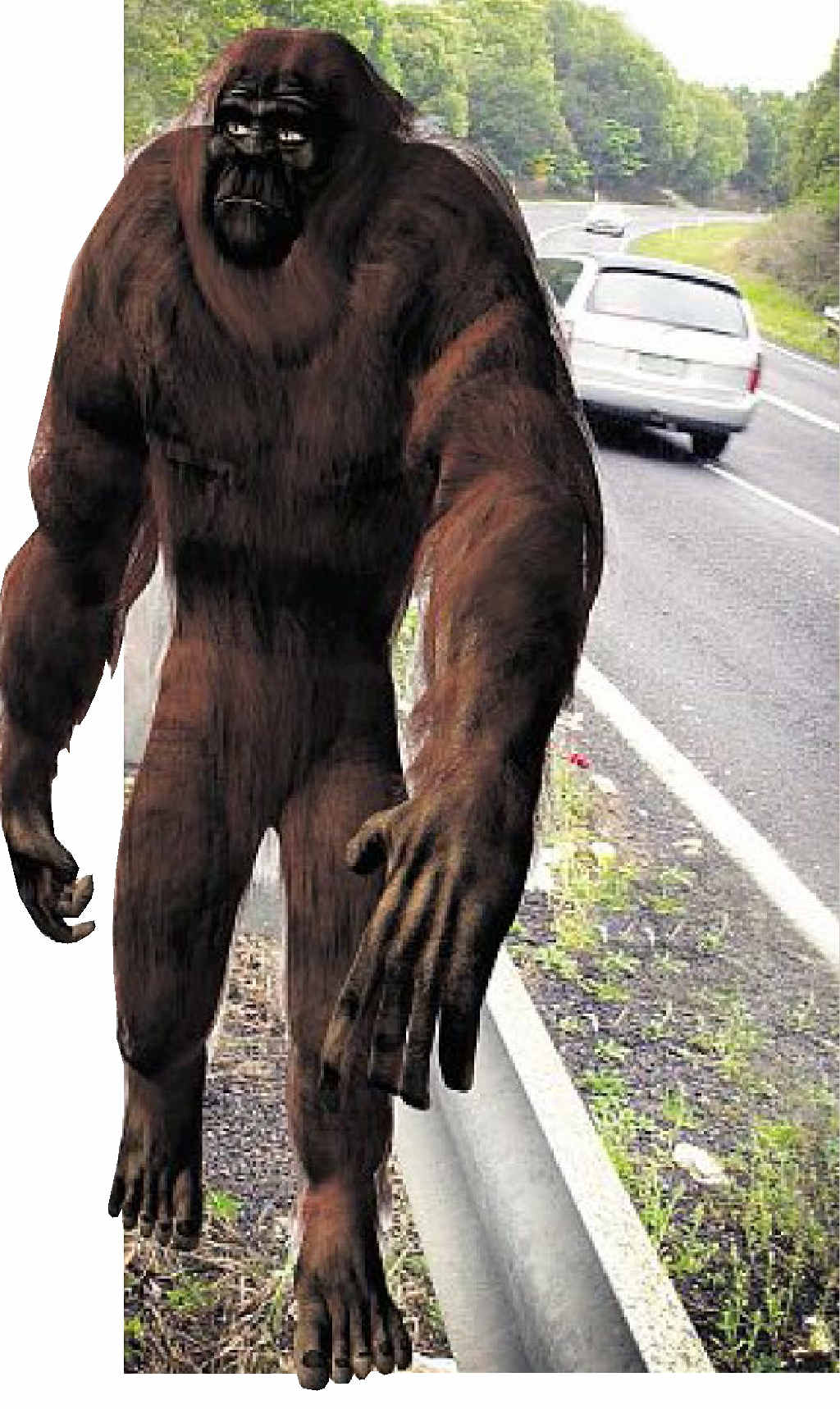 HAIRY MOMENT: A Lismore resident claims he spotted a Yowie looking like this near Bexhill in June. HAIRY MOMENT: A Lismore resident claims he spotted a Yowie looking like this near Bexhill in June.